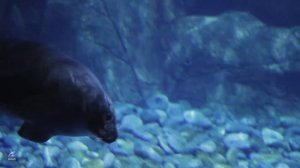 Лекция для детей 5+ "Байкальские нерпы"