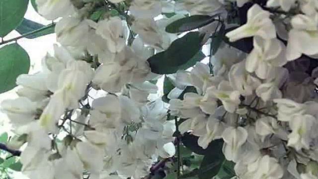 Біла акація смотреть онлайн