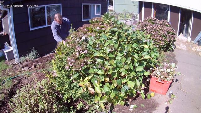Kevin's How to prune a blue Hydrangea смотреть онлайн