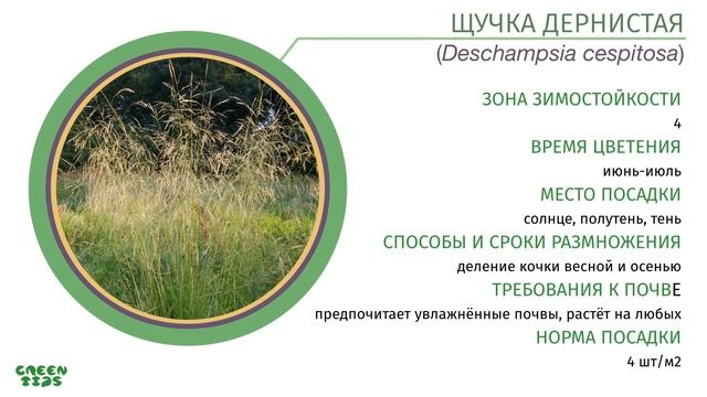 Как использовать злаки в ландшафтном дизайне. Злаковые травы. смотреть онлайн