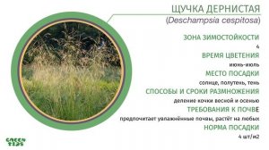 Как использовать злаки в ландшафтном дизайне. Злаковые травы.