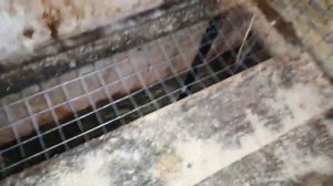 СОДЕРЖАНИЕ КРОЛИКОВ / ПОЛЫ В КЛЕТКАХ