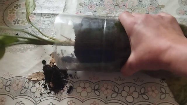 Аглаонема гүлін көбейту және отырғызу.Күттім жасау.Суғару.#өсімдік #гулдер #өсіру 🌺 смотреть онлайн