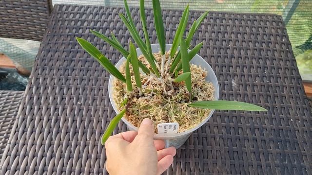 ОРХИДЕЯ БРАССАВОЛА (BRASSAVOLA)  -  обзор видовых растений в коллекции