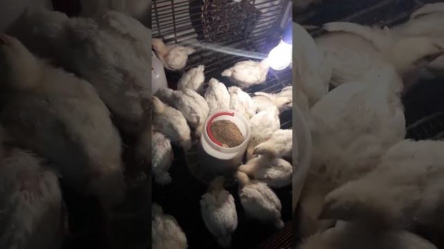 Бройлеры Хаббард 17 дней. смотреть онлайн