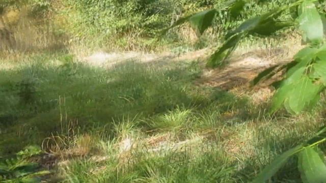 Осенние истории. Редьярд Киплинг "Раб, который стал царем" смотреть онлайн