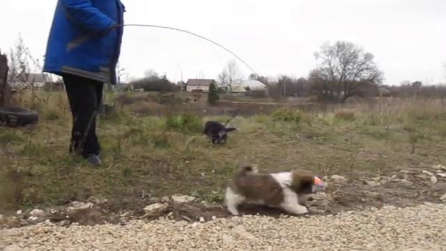 щенки Вельш корги пемброк и Ши - тцу смотреть онлайн