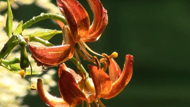 Мартагон или турецкая лилия. Martagon or turk's cap lily. смотреть онлайн