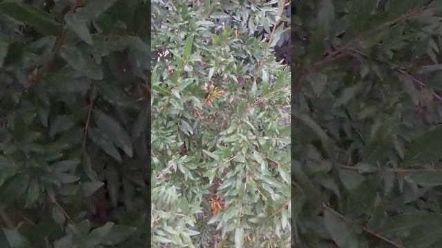 Гранат в саду Анапы. Урожай 2020 на молодом деревце смотреть онлайн