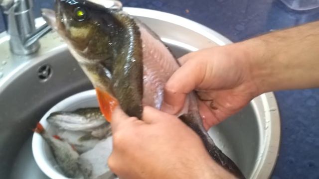 Как быстро почистить окуня смотреть онлайн