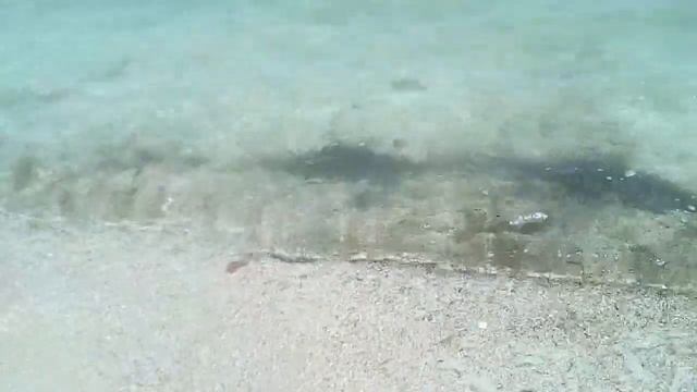 ШОК!!!Откуда ЗМЕЯ в море смотреть онлайн