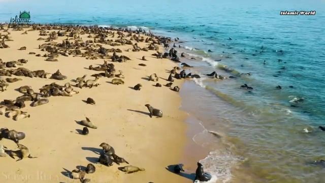 Джуз Амма Сиротуллох Раупов и животные природа #джуз_амма