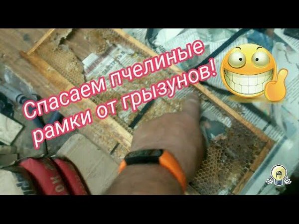 Защита пчелиных рамок от прожёрливых грызунов Protecting bee frames from rodents