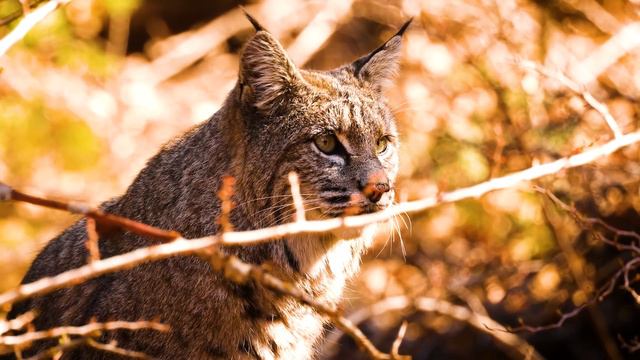 CUTE ANIMALS 8K ULTRA HD