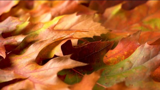 лечебная музыка для сердца и сосудов?расслабляющая осенняя музыка?Yспокаивающая музыка для нервов смотреть онлайн