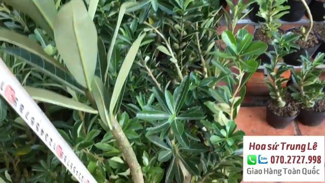 Đã hết 🌈 28/10 - Sứ thái hoa đỏ cánh đơn 150k/10cây + sứ 1 cốt cao. lh: 070.2727.998 Trung Lê смотреть онлайн