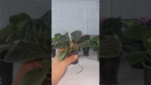Предложение для Вас, мои дорогие подписчики. смотреть онлайн