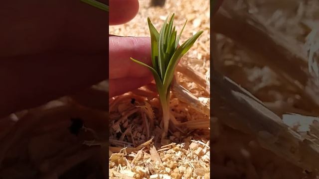 Купены (синдрик, глухой ландыш, кокорник, печатка, соломонова печать) в моем саду смотреть онлайн