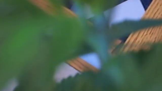 My Outdoor pot grow indica/sativa смотреть онлайн