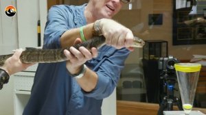 ДОЯР ЯДОВИТЫХ ЗМЕЙ - ОПАСНАЯ РАБОТА В США / Койот Питерсон на русском