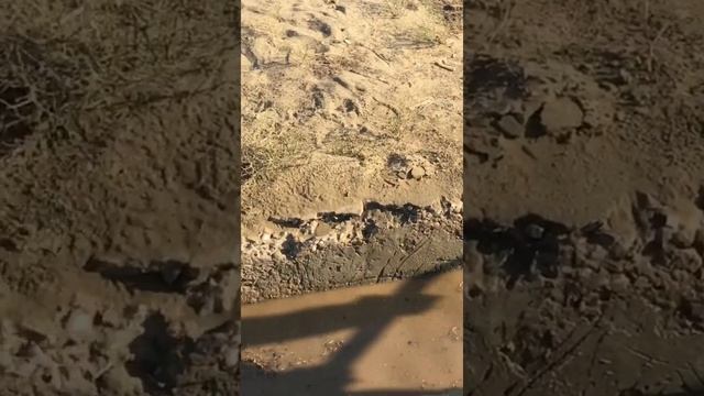 Купка овец смотреть онлайн