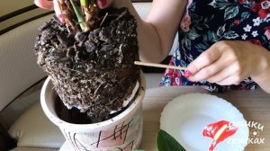 Как понять, что антуриум пора пересадить