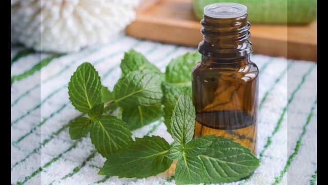 Эфирное масло мелиссы Свойства и применение смотреть онлайн