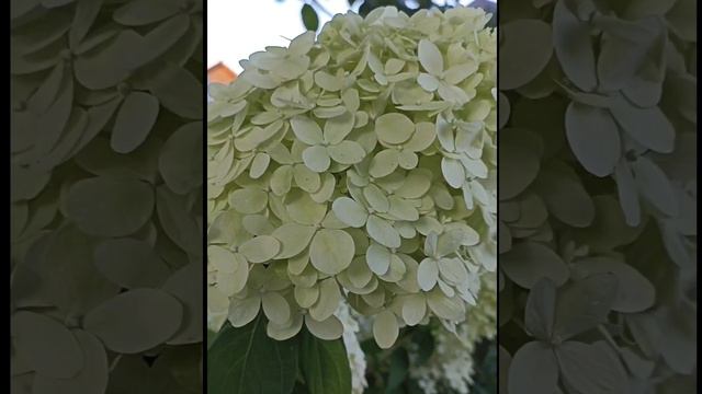 Гортензии метельчатые цвета лайма. Моя коллекция сортов. смотреть онлайн