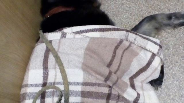 Ребёнок плакал ,когда увидел собаку без движения«Мамочка ,помоги ей » собака была присмерти