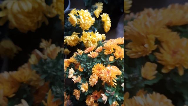 Мороз .Рятую хризантему від морозу та готовлю ло зимівлі😊#хризантема #українськийконтент смотреть онлайн