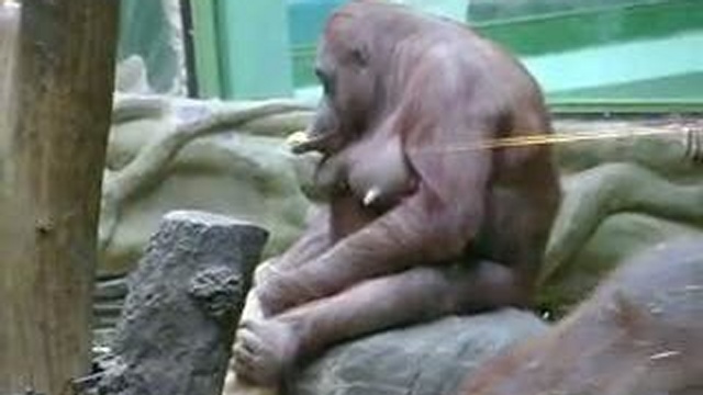 зоопарк 1 смотреть онлайн