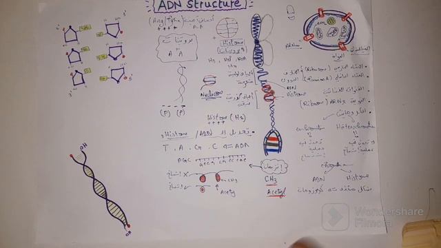 ADN STRUCTURE ? بنية الحمض النووي смотреть онлайн