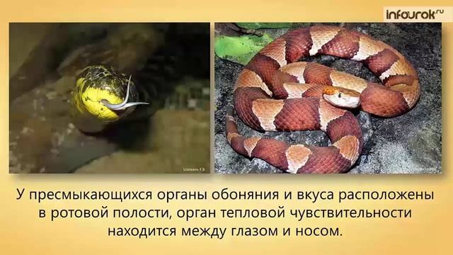 Органы чувств Регуляция деятельности смотреть онлайн