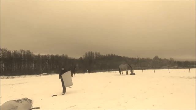 Кормление лошадей. смотреть онлайн