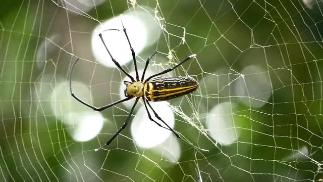 Black & Yellow Argiope Spider - Part 3 смотреть онлайн