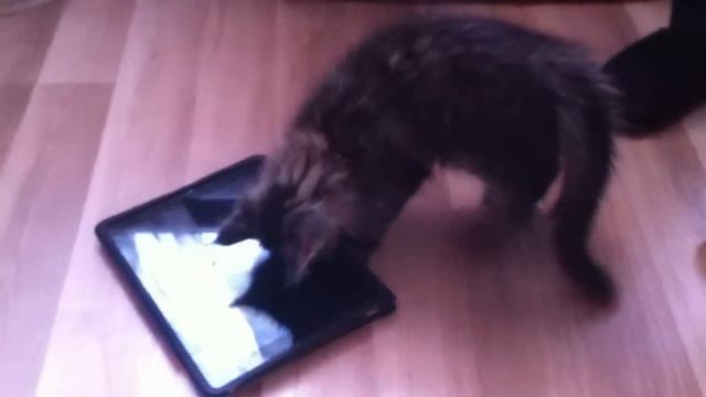 Где у него кнопка? (котёнок Maine Coon) и ipad смотреть онлайн