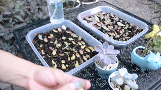Misting & Growing Baby Succulents смотреть онлайн