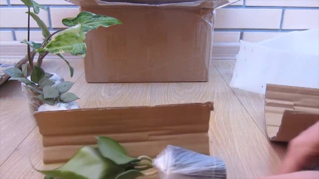 Распаковка посылки с хойями и сингониумом смотреть онлайн