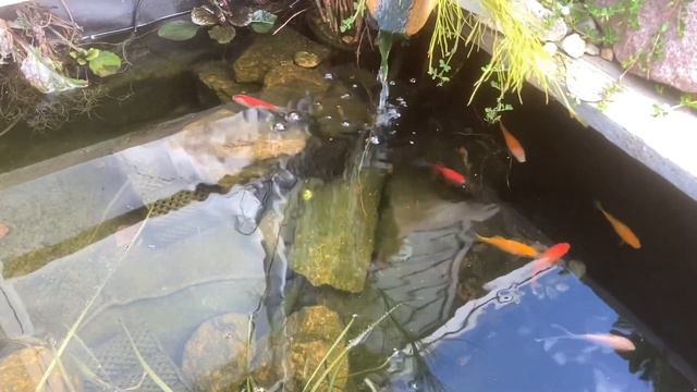 How to plant pond plants смотреть онлайн