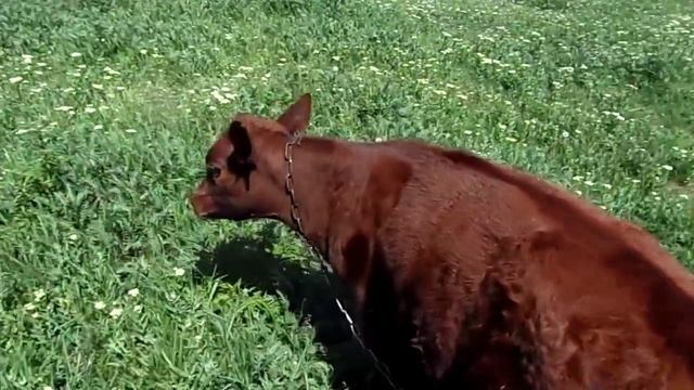 Маленький ручной месячный теленок на лугу. Small hand-speckled calf смотреть онлайн