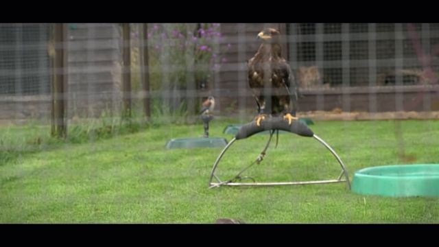 Medieval birds of prey: How Did Knights Hunt With Birds of Prey? смотреть онлайн