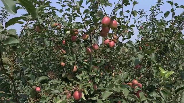 Сорт яблоки Моди