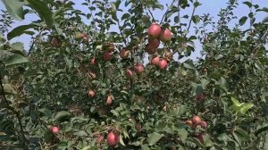 Сорт яблоки Моди