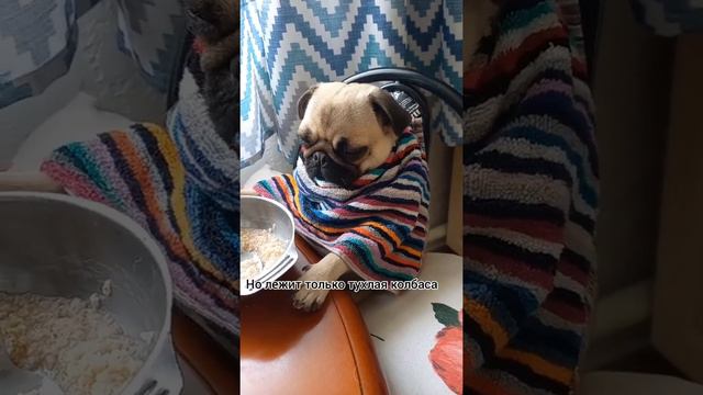 #питомец #мопс #животные #собака #смех смотреть онлайн