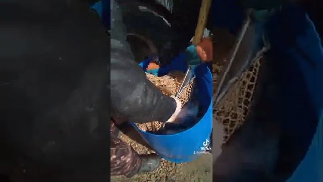 рыбалка в кокино. запуск сазана смотреть онлайн