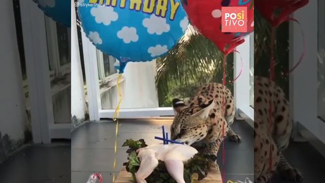 Non farti gli affari di questo bel gattino 😱😼 | Positivo смотреть онлайн