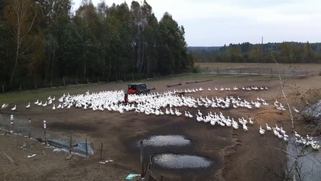 Гусиная ферма 5 http://www.gusi-gusi.ru/ смотреть онлайн