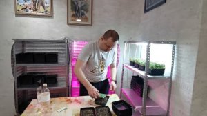 Микрозелень дома - Руккола. Как сажать и выращивать Рукколу на микрозелень. Руккола на подоконнике.