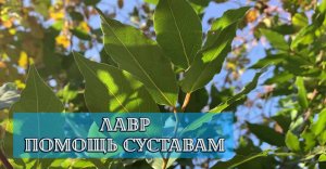 Лавр благородный. Лечебные свойства. Народная медицина.