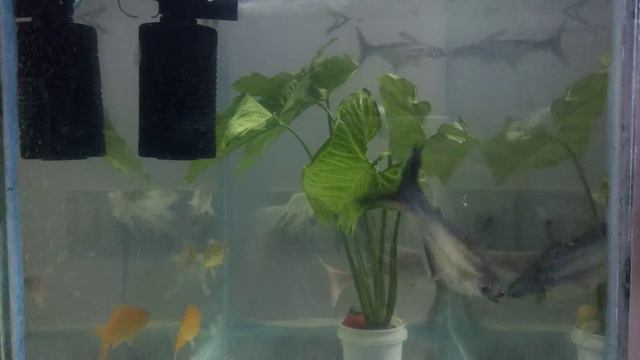 Syngonium plant and money plant in my homemade aquarium смотреть онлайн